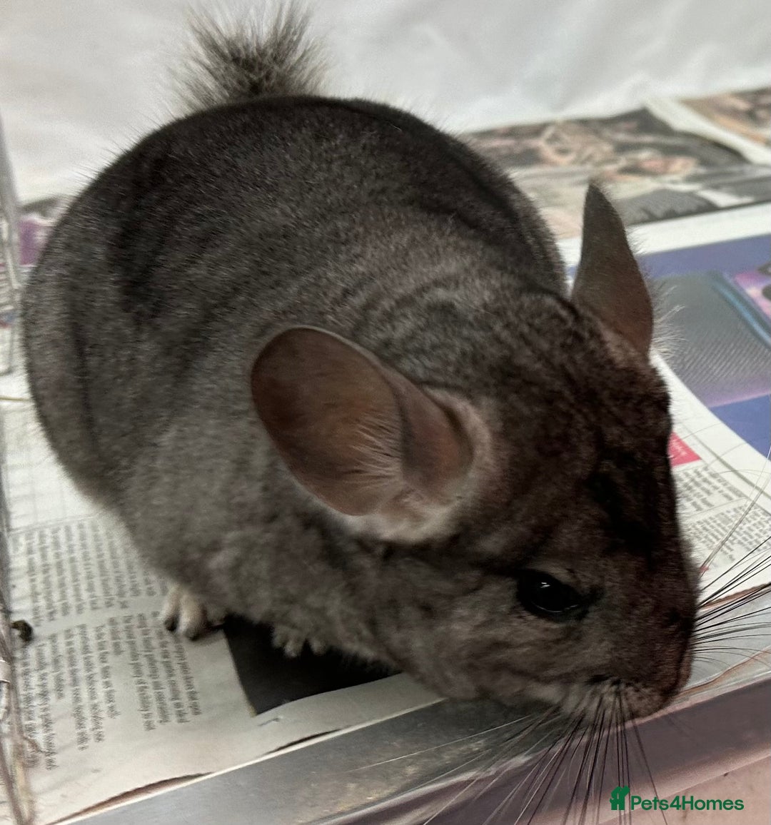 Chinchilla rodents for sale: Lola, beautiful Standard girl, lovely temperament - Advert 2