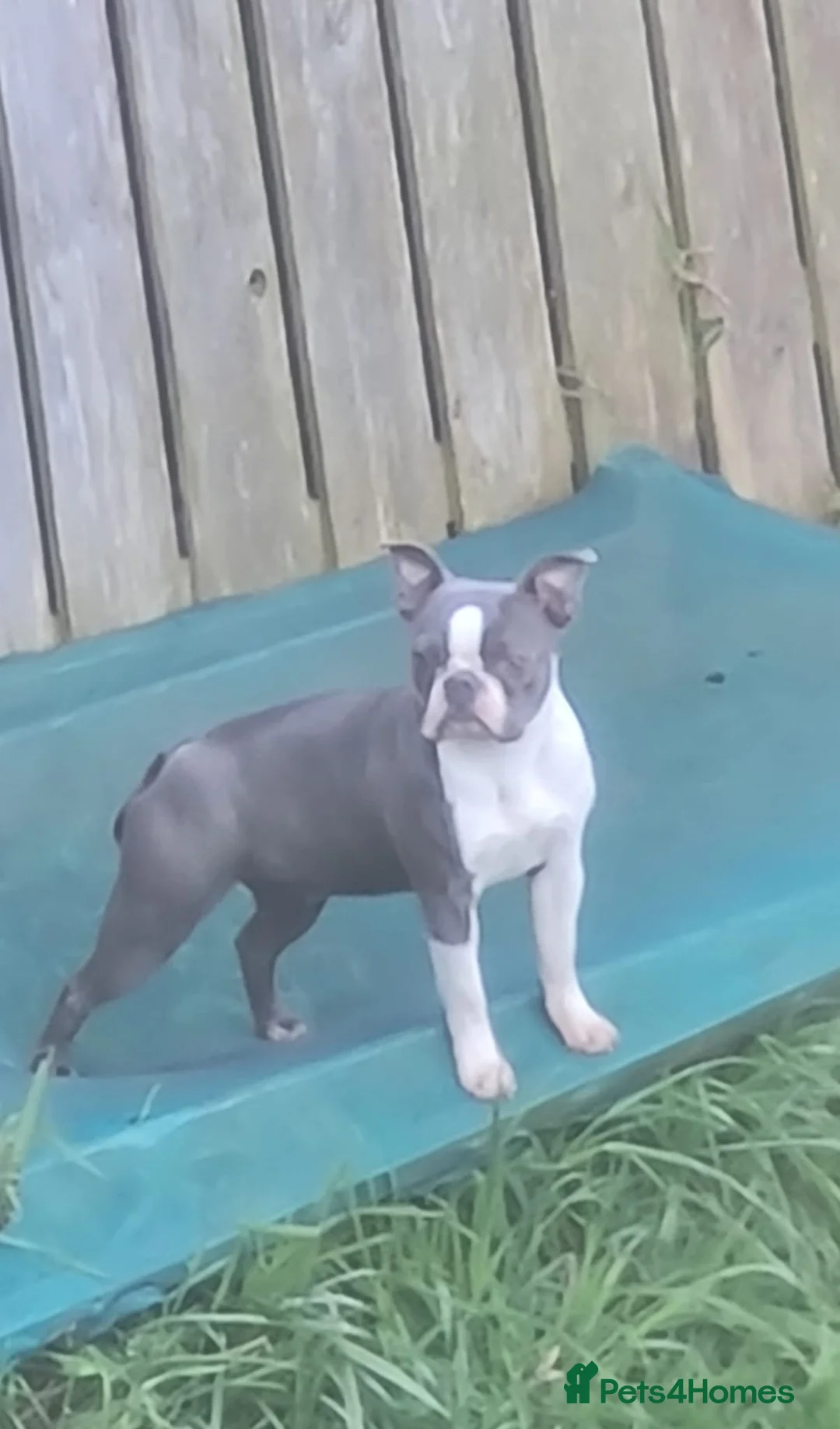 Boston Terrier dogs for sale: 3 year old Boston terrier - Advert 2