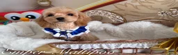 Maltipoo dogs for sale: Tiny teddy Maltipoo- from Asian teddy poodle dad - Advert 6