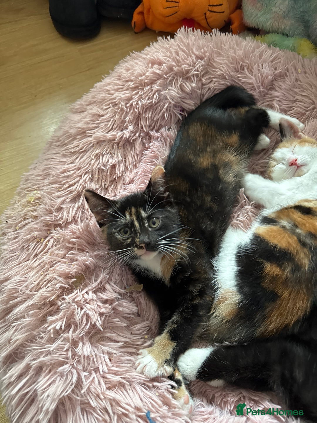 British Shorthair cats for sale: 7 kittens just turned 8 weeks  - Image 10