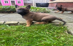 German Shepherd dogs for sale: Quality German Shepherd Cross Puppies  - Image 1