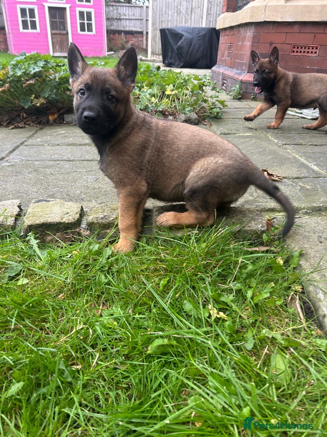 German Shepherd dogs for sale: Quality German Shepherd Cross Puppies  - Image 1