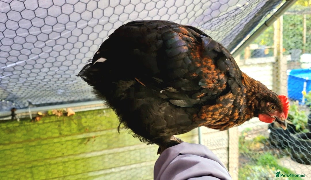 Chickens poultry for sale: Black French Copper Marans - Image 8