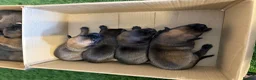 Belgian Shepherd Dog dogs for sale: DARK KC REG BELGIAN MALINOIS PUPPIES - Advert 12