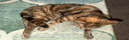 Mixed Breed cats for sale: 2yr old female cat in Nelson - Advert 4