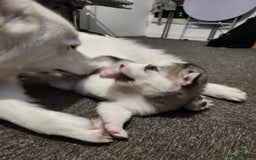 Siberian Husky dogs for sale: Syberian Huskies Male and Female - Image 10