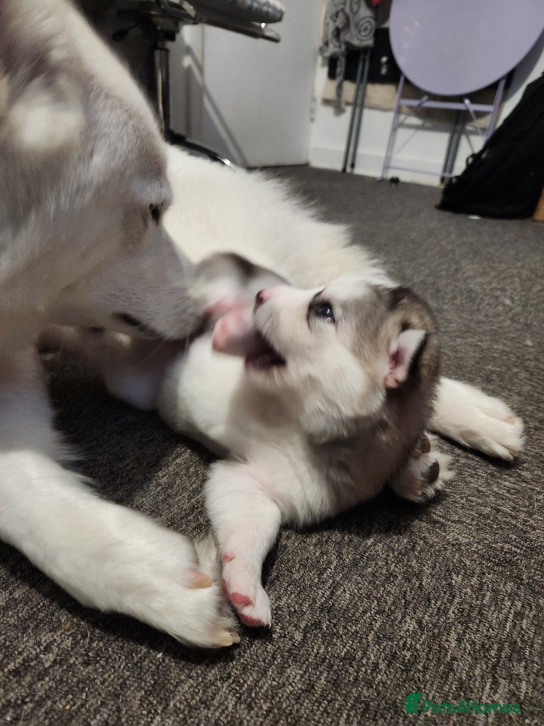 Siberian Husky dogs for sale: Syberian Huskies Male and Female - Image 10