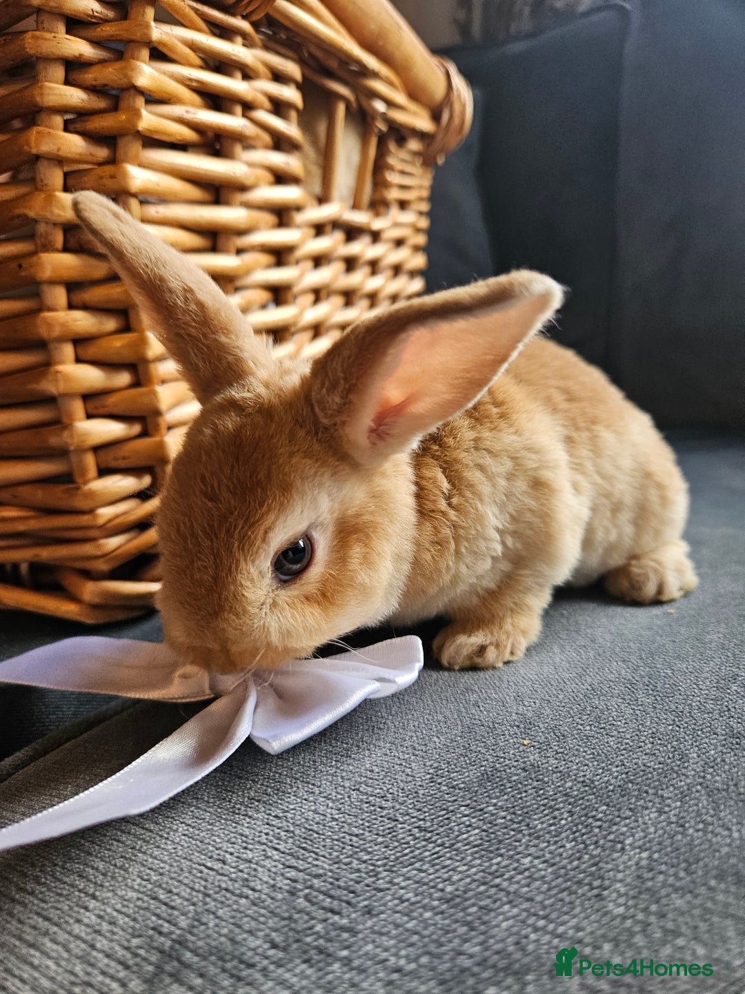 Mini Lop rabbits for sale: Red Rex x Mini Plush Lop - Advert 16