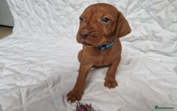 Hungarian Vizsla dogs for sale: daisy has given birth to 8 beautiful puppies  - Advert 9