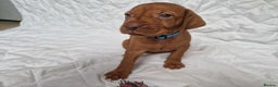 Hungarian Vizsla dogs for sale:  Returned puppy Hungarian vizsla - Advert 7