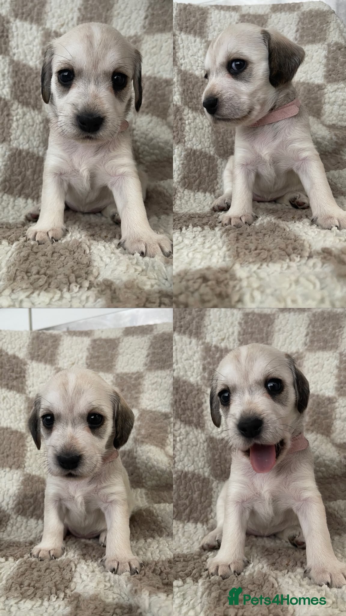 Mixed Breed dogs Cocker X Westie  - Advert 11
