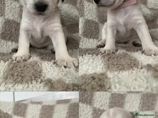 Mixed Breed dogs Cocker X Westie - Advert 11