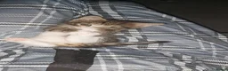 British Shorthair cats for sale: beautiful tabby kitten - Advert 12
