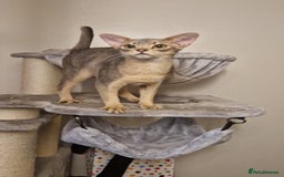 Abyssinian cats for sale: Beautiful blue boy 💙 - Image 15