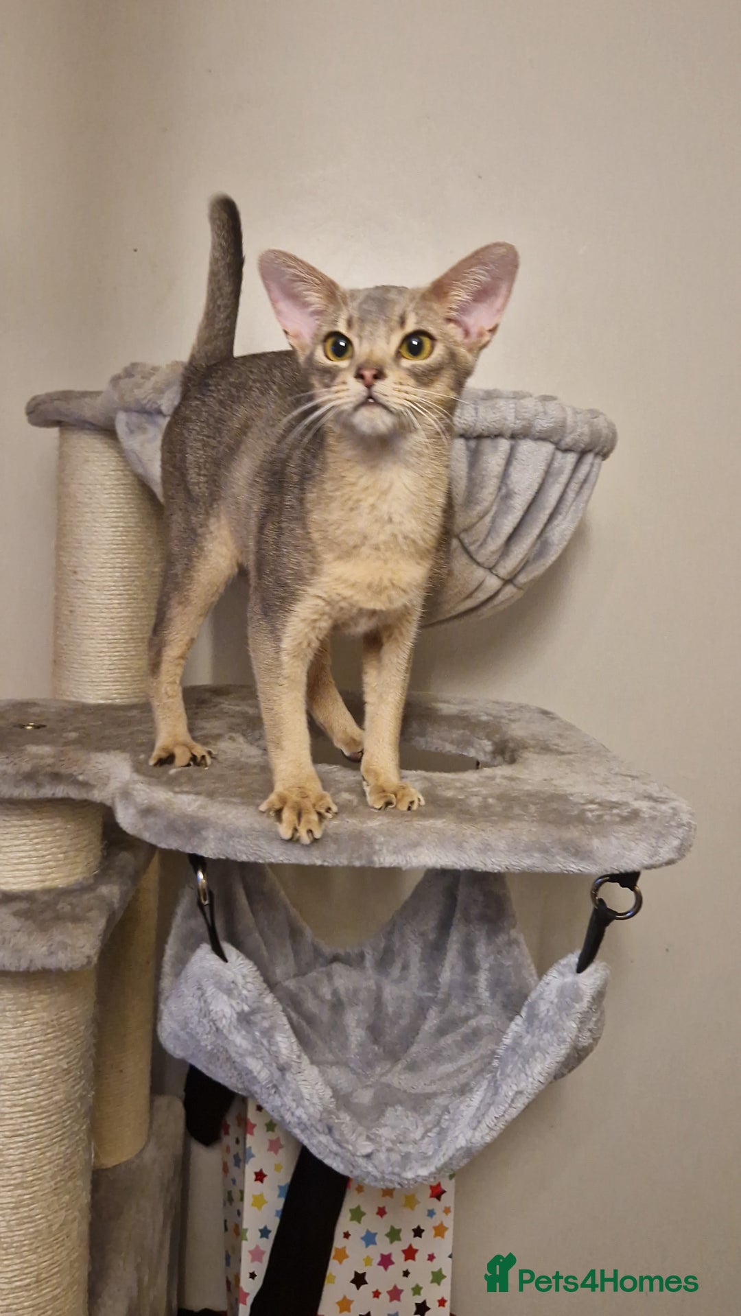 Abyssinian cats for sale: Beautiful blue boy 💙 - Image 15