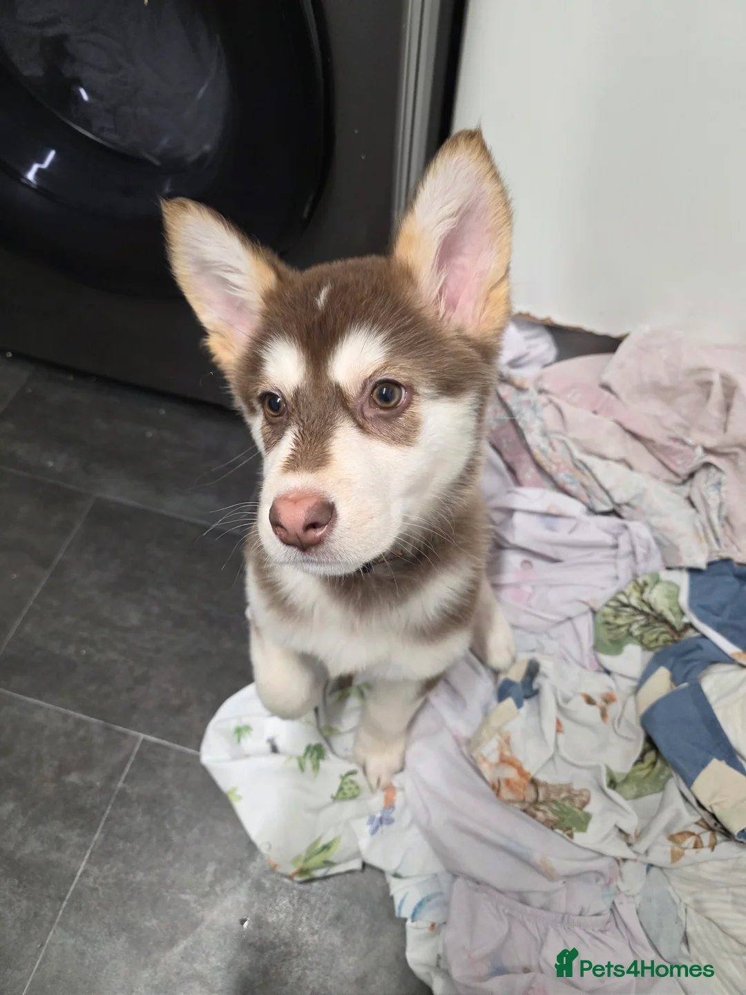 Alaskan Malamute dogs for sale: Alaskan malamute x - Advert 2