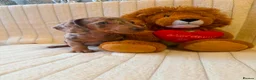 Miniature Dachshund dogs for sale: Miniature Dachshund - Advert 9