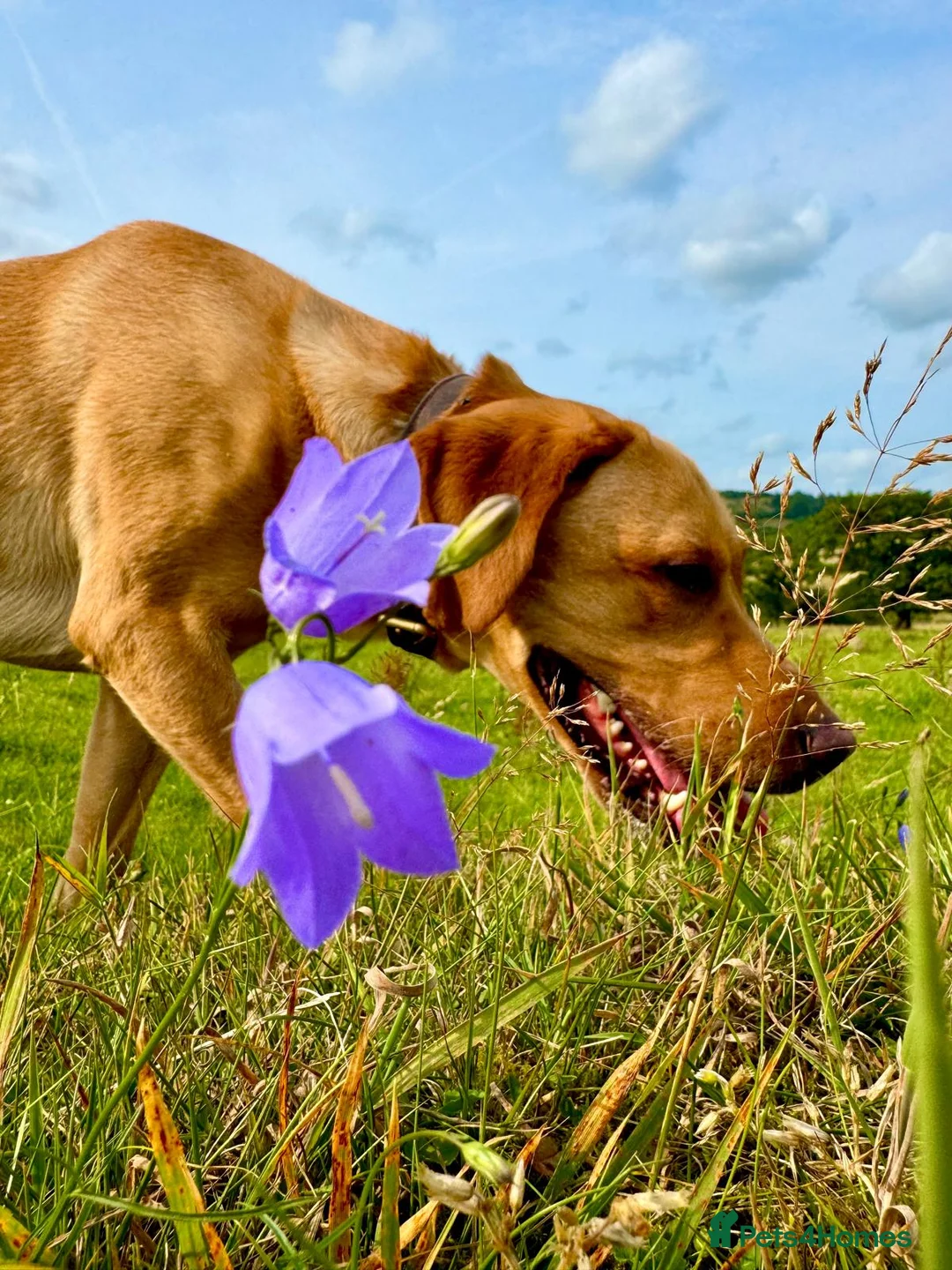 Labrador Retriever dogs for stud: Handsome Proven KC Registered Labrador Stud - Advert 3