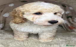 Cockapoo dogs for sale: Pedro f1 cockapoo  - Image 17