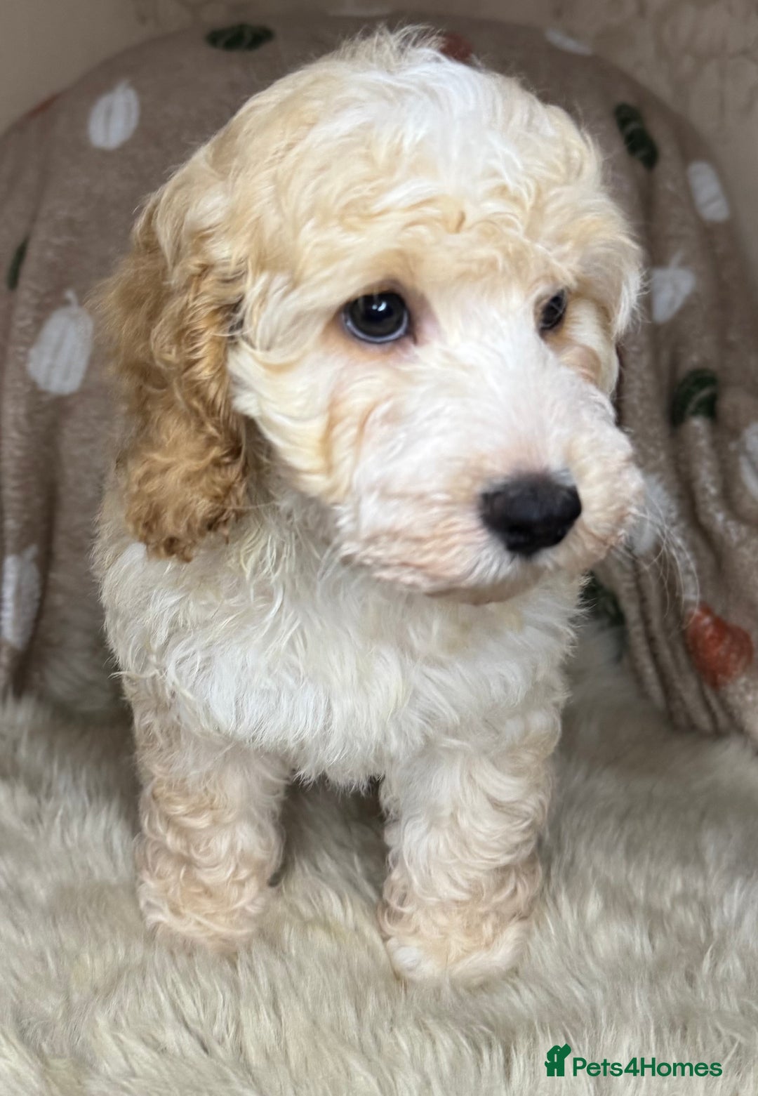 Cockapoo dogs for sale: Pedro f1 cockapoo  - Image 17