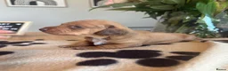 Miniature Dachshund dogs for sale: 4 Beautiful KC Reg Miniature Dachshunds - Advert 12