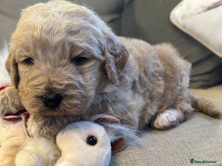 Mixed Breed dogs F1B STANDARD PRA CLEAR STBERNADOODLE - Advert 4