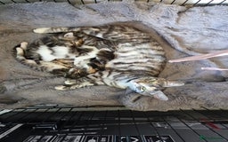 Mixed Breed cats for sale: Mixed colour tabby kittens - Image 15