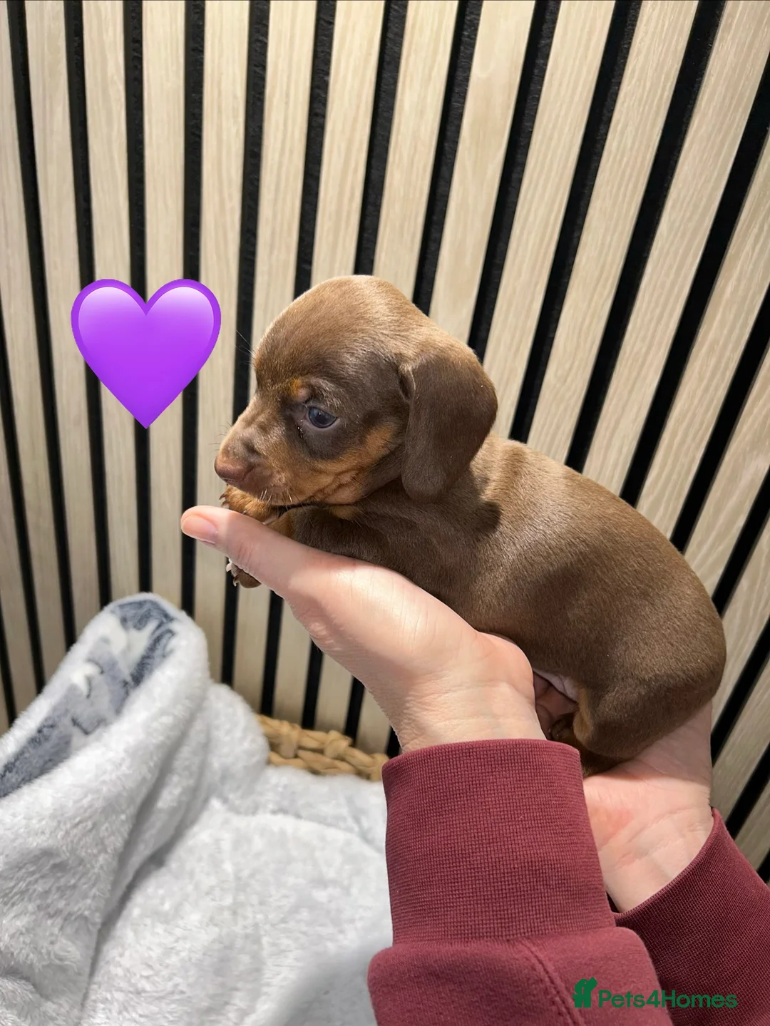 Miniature Dachshund dogs for sale: 4 beautiful miniature dachshund puppies - Advert 22
