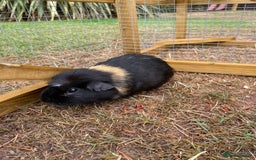 Guinea Pig rodents for sale: 3 Brothers  - Image 3