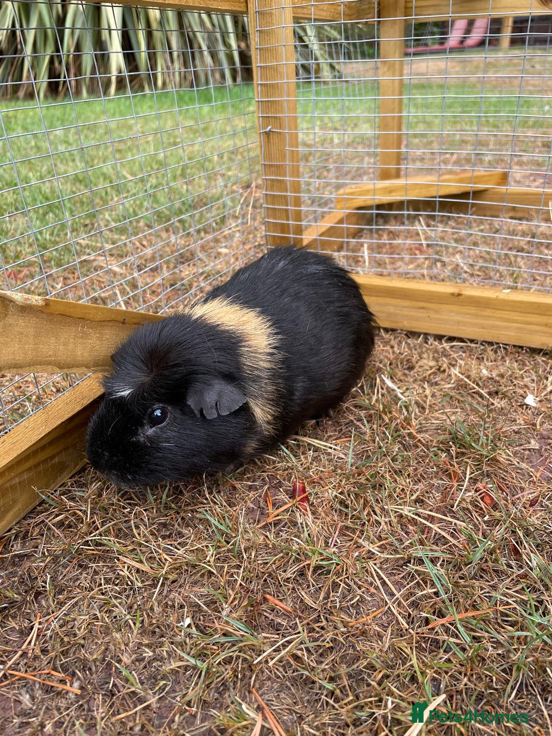 Guinea Pig rodents for sale: 3 Brothers  - Image 3