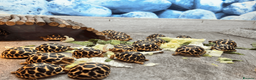 Tortoise reptiles for sale: CB26 Indian Star Tortoises for sale - Advert 2