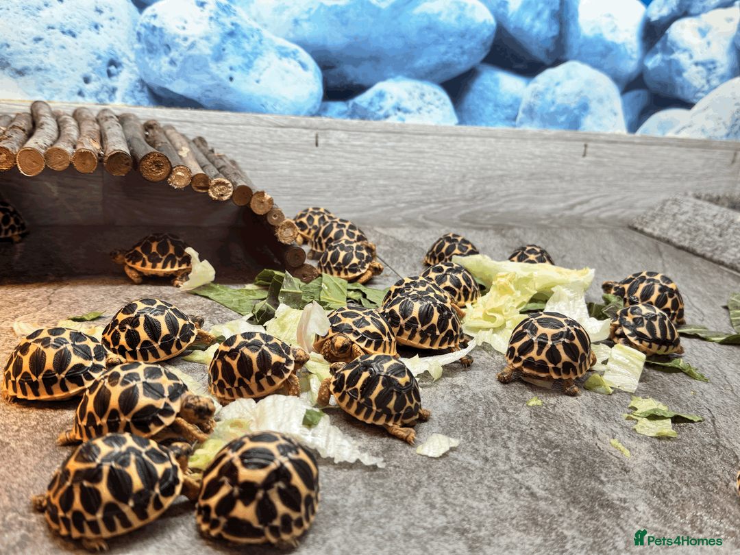 Tortoise reptiles for sale: CB26 Indian Star Tortoises for sale - Advert 2