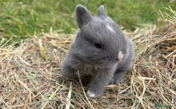 Netherland Dwarf rabbits - Advert 3