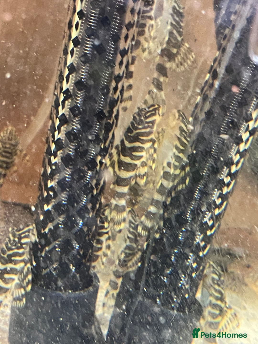 Plecos fish for sale: L134 leopard frog pleco juveniles - Advert 3
