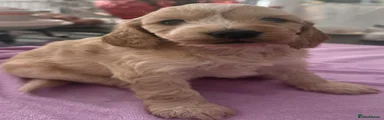 Cockapoo 1