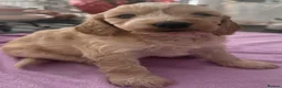 Cockapoo dogs for sale: Cockapoo F1B male puppies for sale  - Advert 8