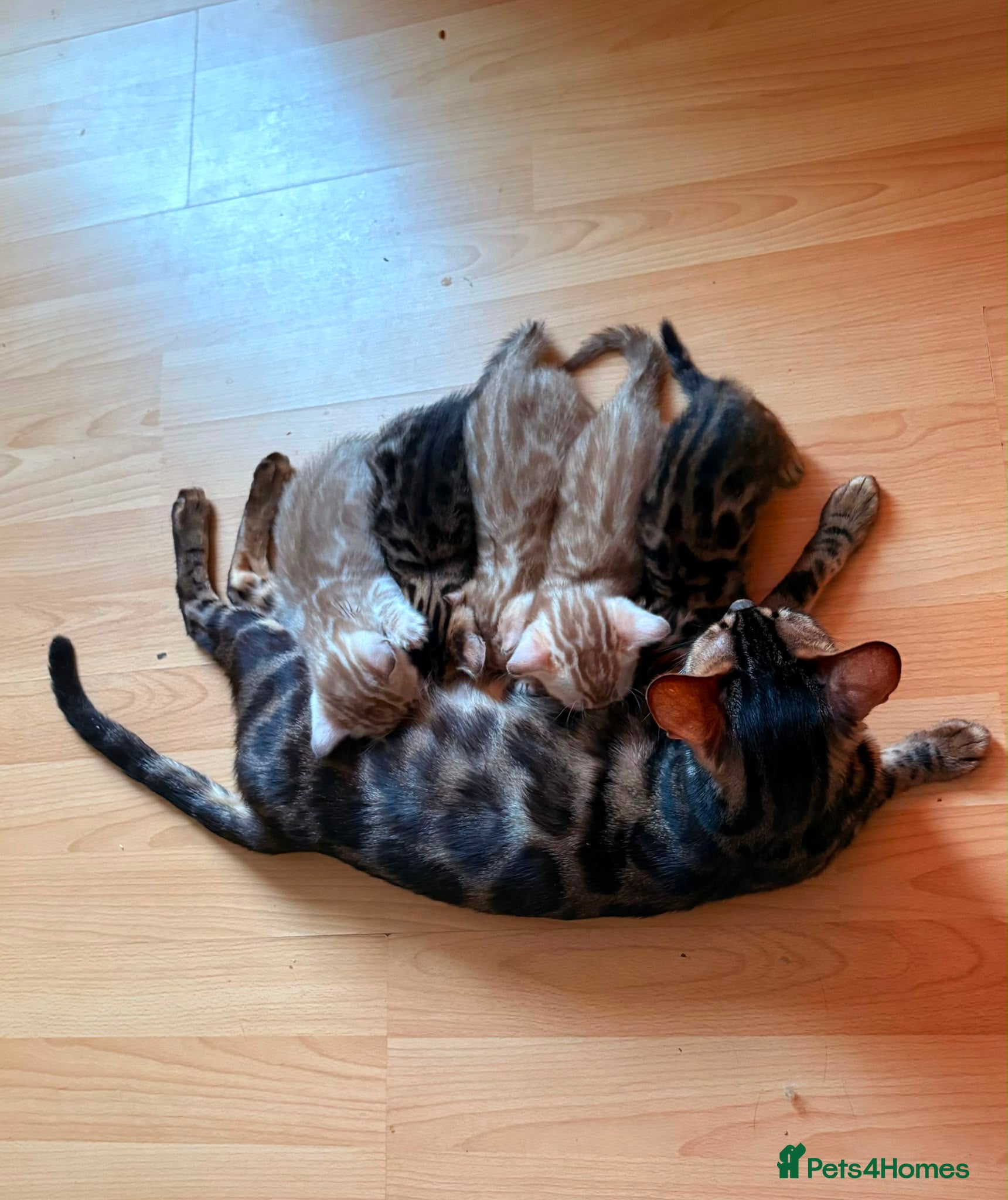 Bengal cats Tica Registered Bengal Kittens - Snow and Brown - Advert 1