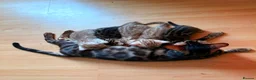 Bengal cats for sale: Tica Registered Bengal Kittens - Snow and Brown - Advert 1