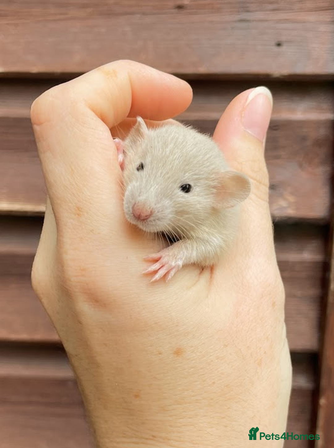 Rat rodents for sale: Lovely Fancy Rat Babies 🐀 - Image 7