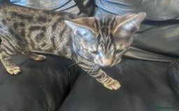 Bengal cats for sale: Bengal x Bombay kittens —REDUCED FR £120 TO £75 - Image 5