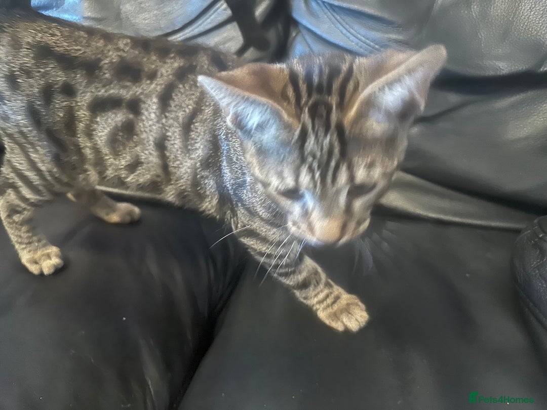 Bengal cats for sale: Bengal x Bombay kittens —REDUCED FR £120 TO £75 - Image 5