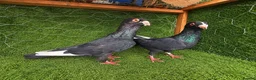 Pigeons birds for sale: Beautiful Quality Pigeons Healthy & Well Cared For - Advert 9