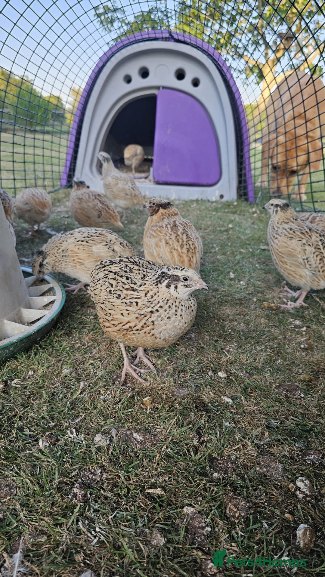 Quail poultry for sale: 10 female and 5 female Jumbo quail - Image 2