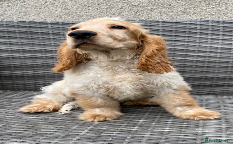 Cocker Spaniel dogs - Advert 15