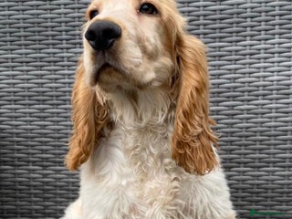 Cocker Spaniel dogs - Advert 17