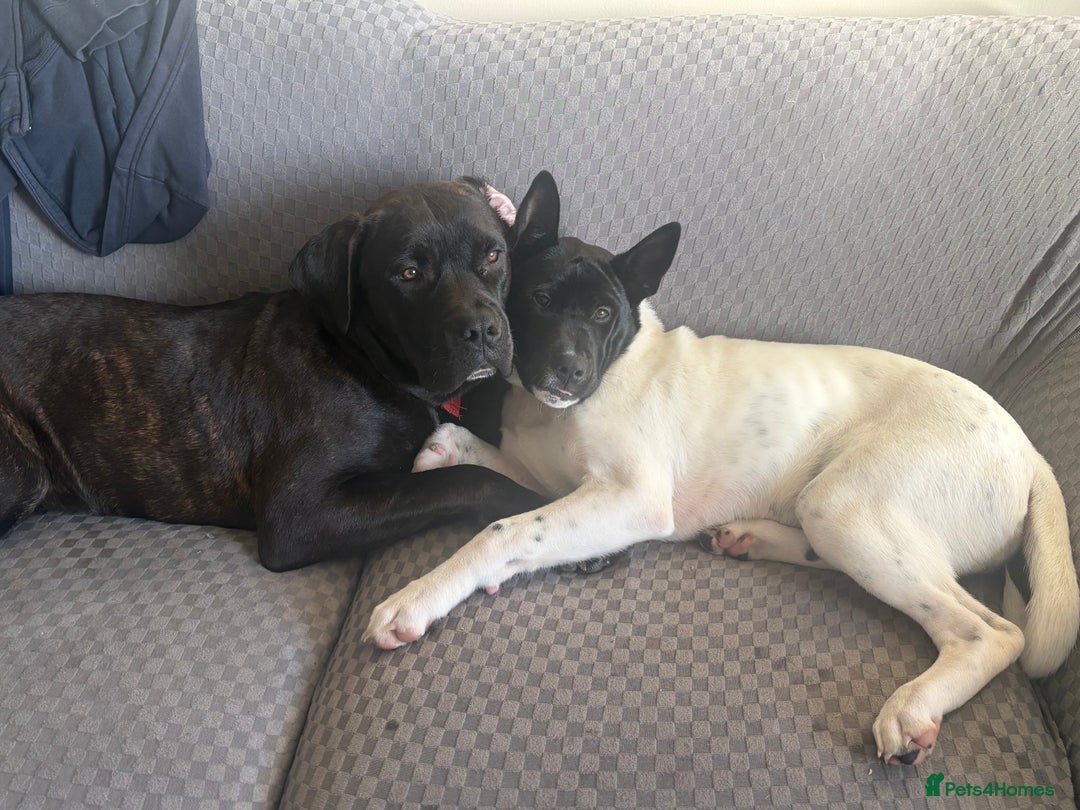 Cane Corso dogs for sale: 9 month old cane corso  - Advert 4