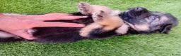 German Shepherd dogs for sale: German Shepherd Puppies  - Advert 19