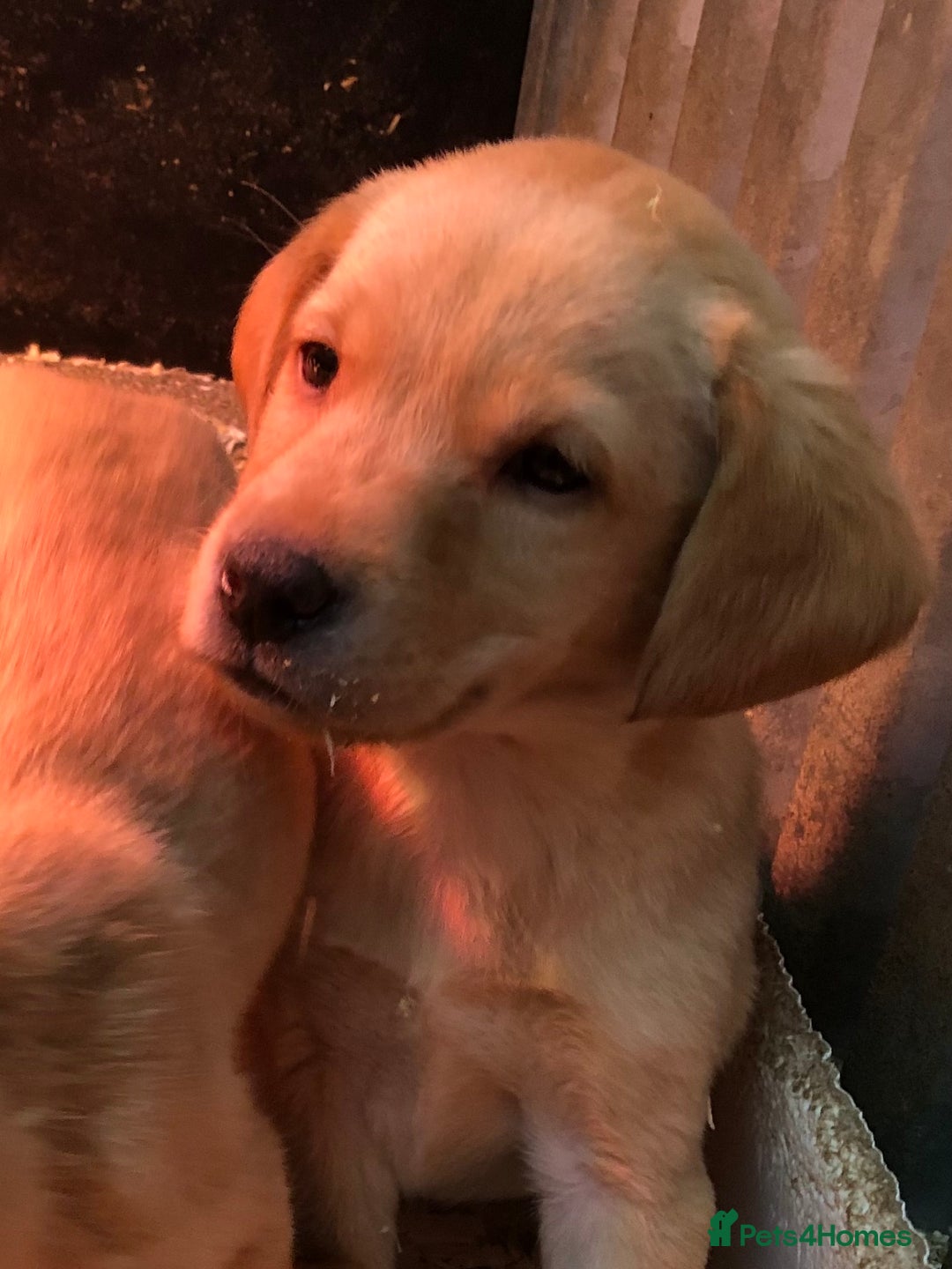 Labrador Retriever dogs for sale: chunky kc registered labrador pups - Image 7