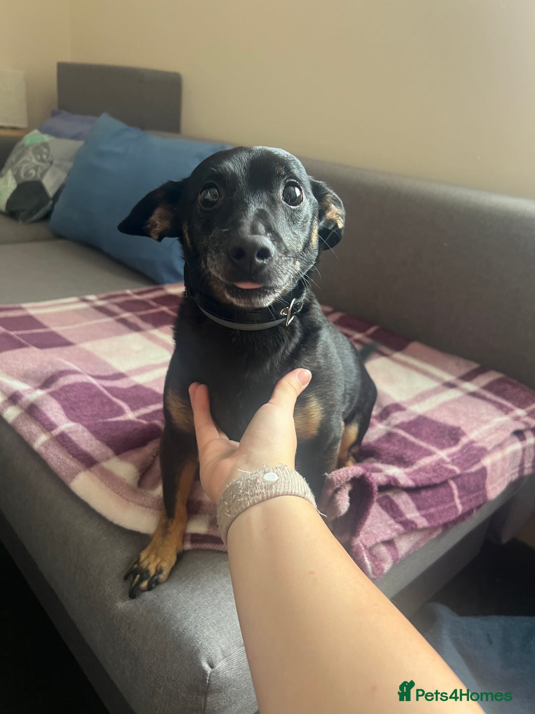 Mixed Breed dogs for sale: Unfortunate rehoming  - Image 4