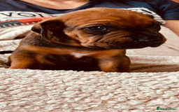 Rhodesian Ridgeback dogs for sale: Lovely Red Wheaten FULLY health tested parents in Pwllheli - Image 27
